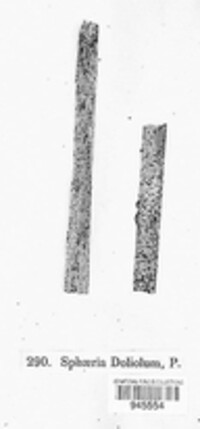 Leptosphaeria doliolum image